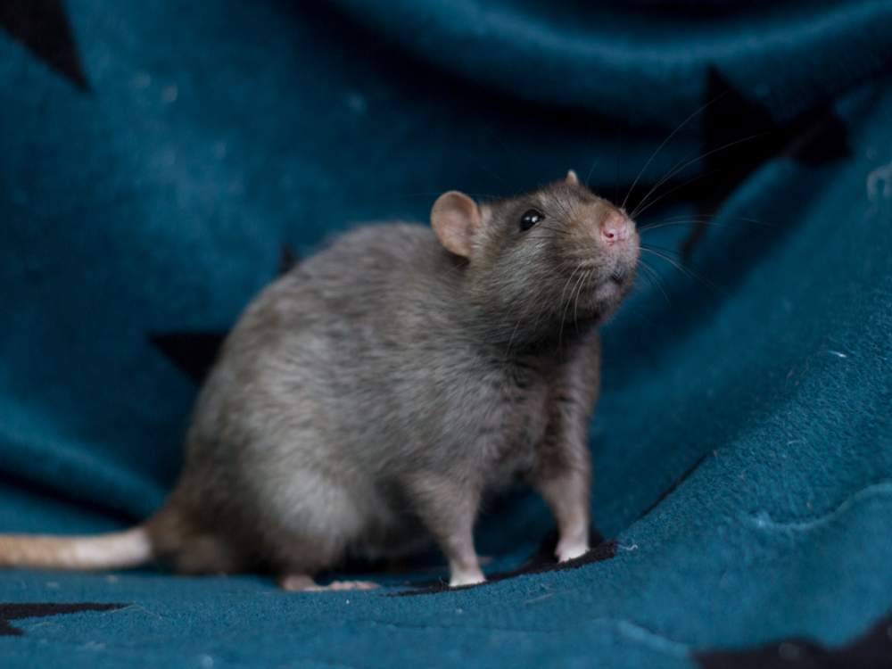 Fancy rat Deceased Rattus norvegicus 