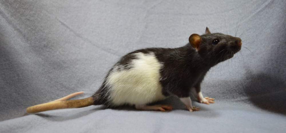 Fancy rat Owned by other Rattus norvegicus 