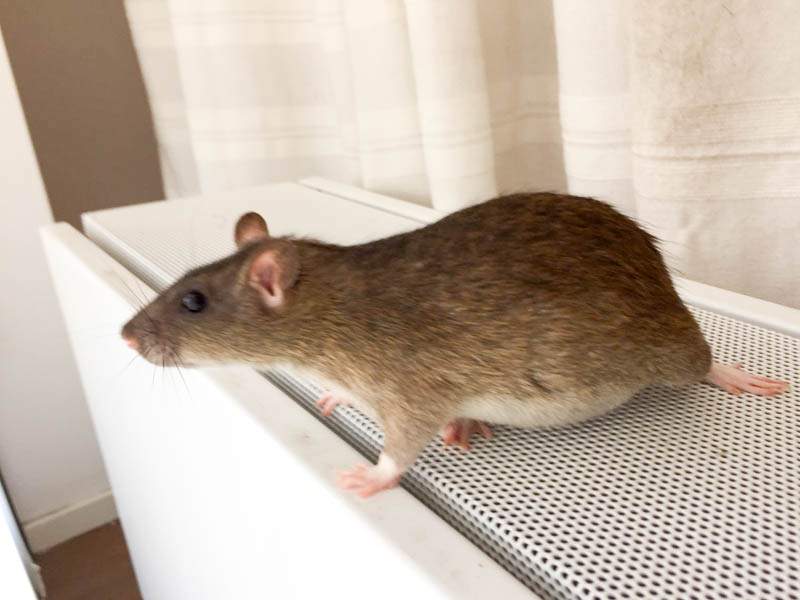 Fancy rat Owned by other Rattus norvegicus 