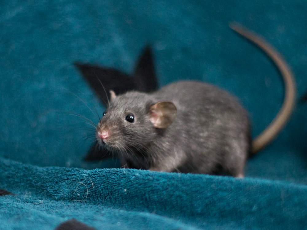 Fancy rat Breeder Rattus norvegicus 