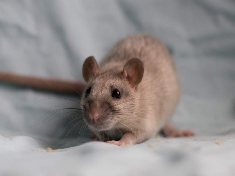 Fancy rat Deceased Rattus norvegicus 