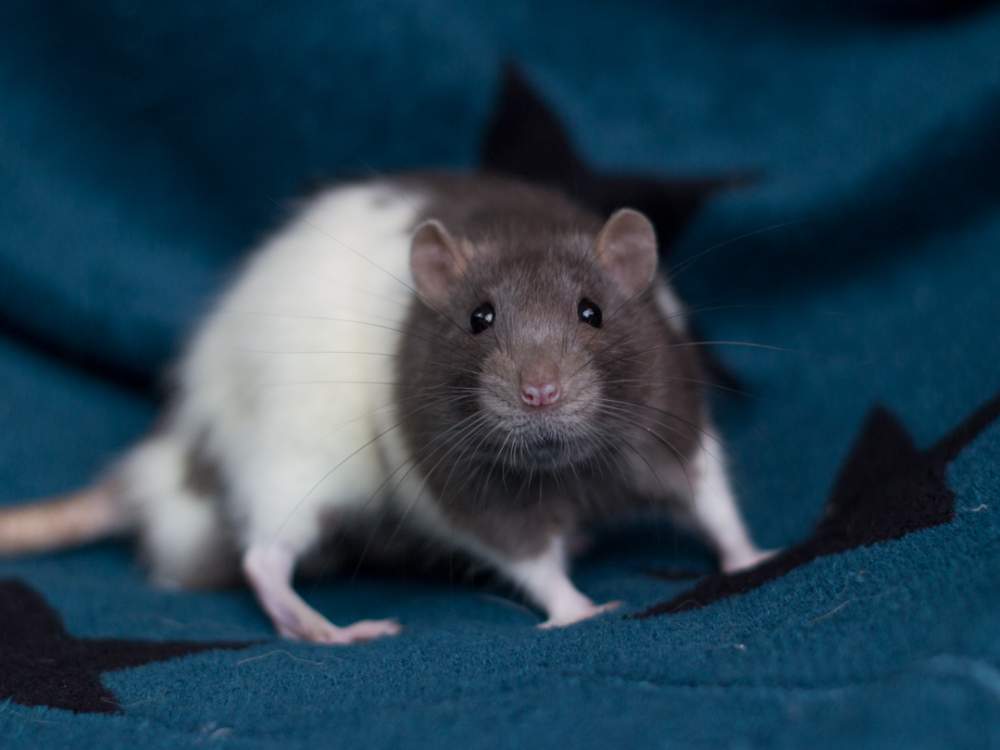 Fancy rat Breeder Ai's Pan 14003