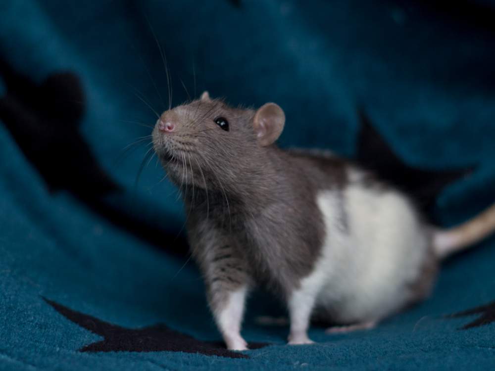 Fancy rat Retired Rattus norvegicus 