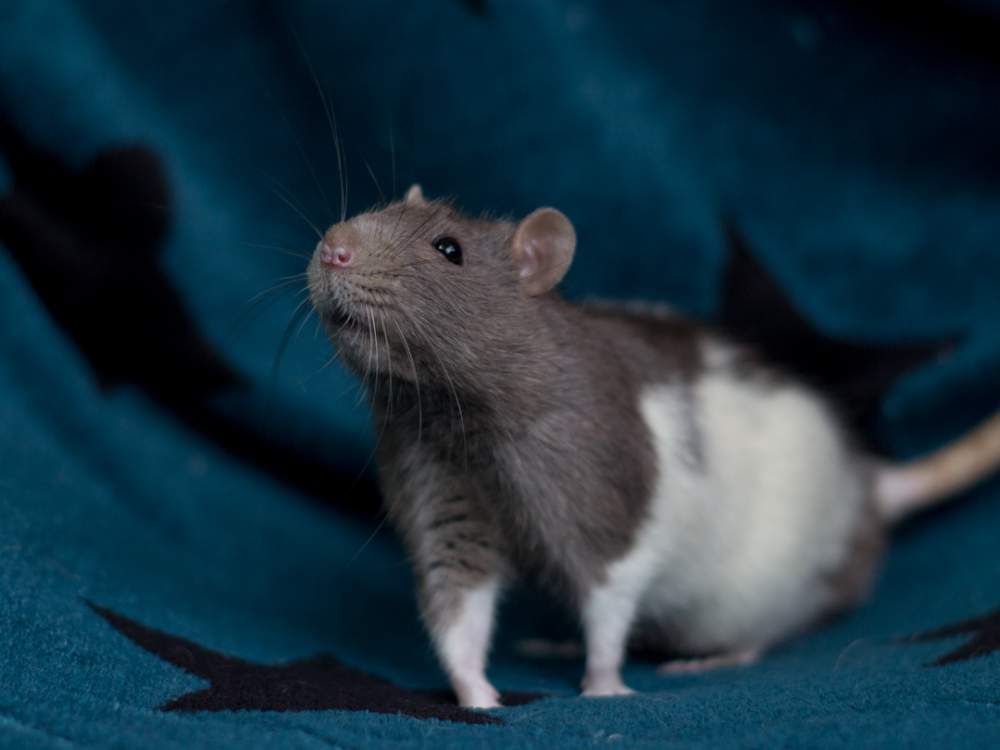 Fancy rat Breeder Rattus norvegicus 