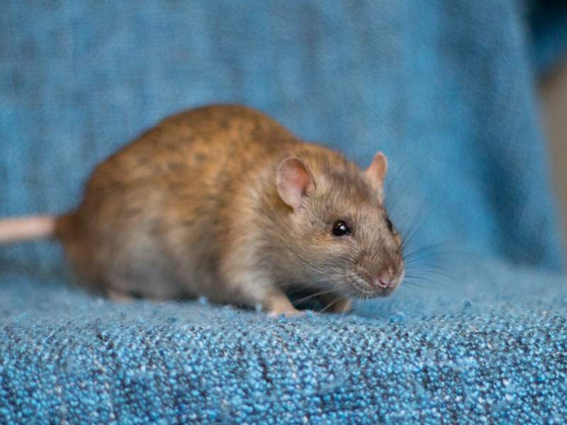 Fancy rat Retired Rattus norvegicus 