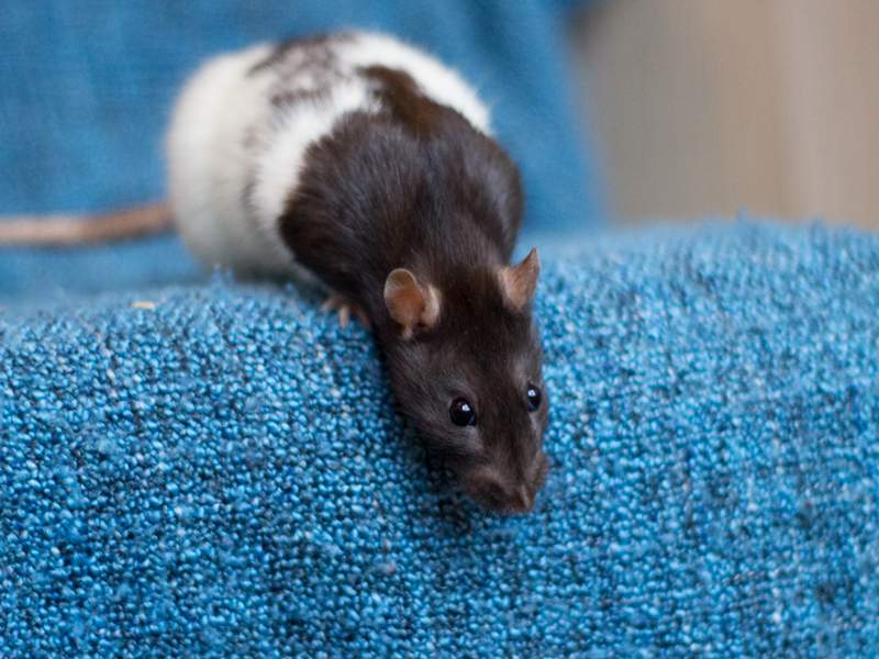 Fancy rat Deceased Rattus norvegicus 