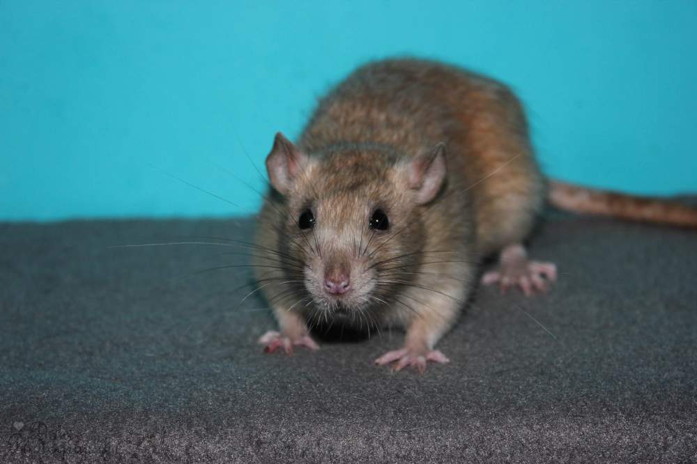 Fancy rat Owned by other Rattus norvegicus 