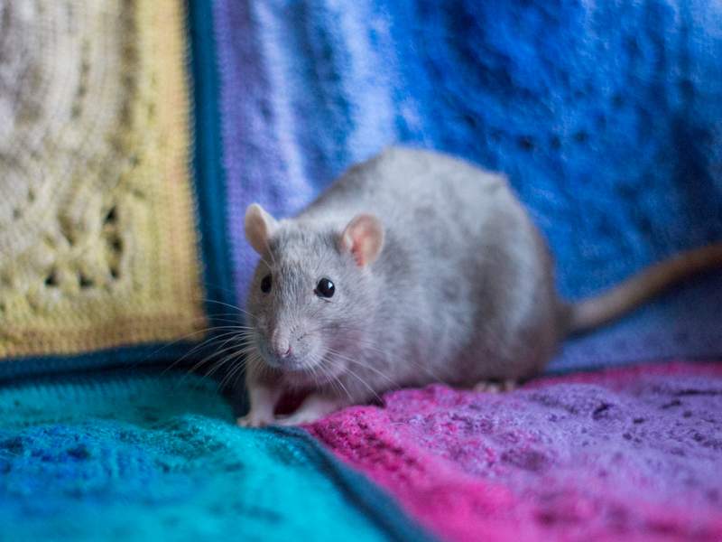 Fancy rat Owned by other Rattus norvegicus 