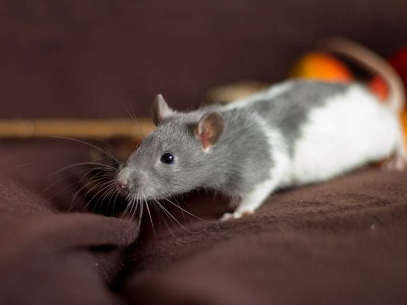 Fancy rat Owned by other Rattus norvegicus 