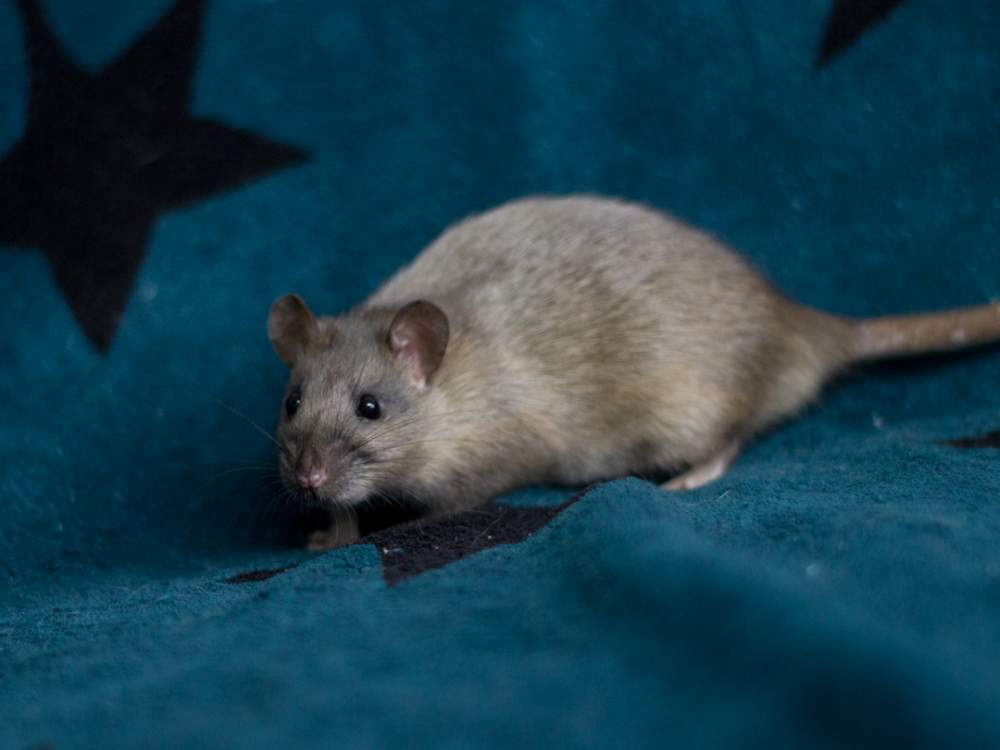 Fancy rat Retired Rattus norvegicus 