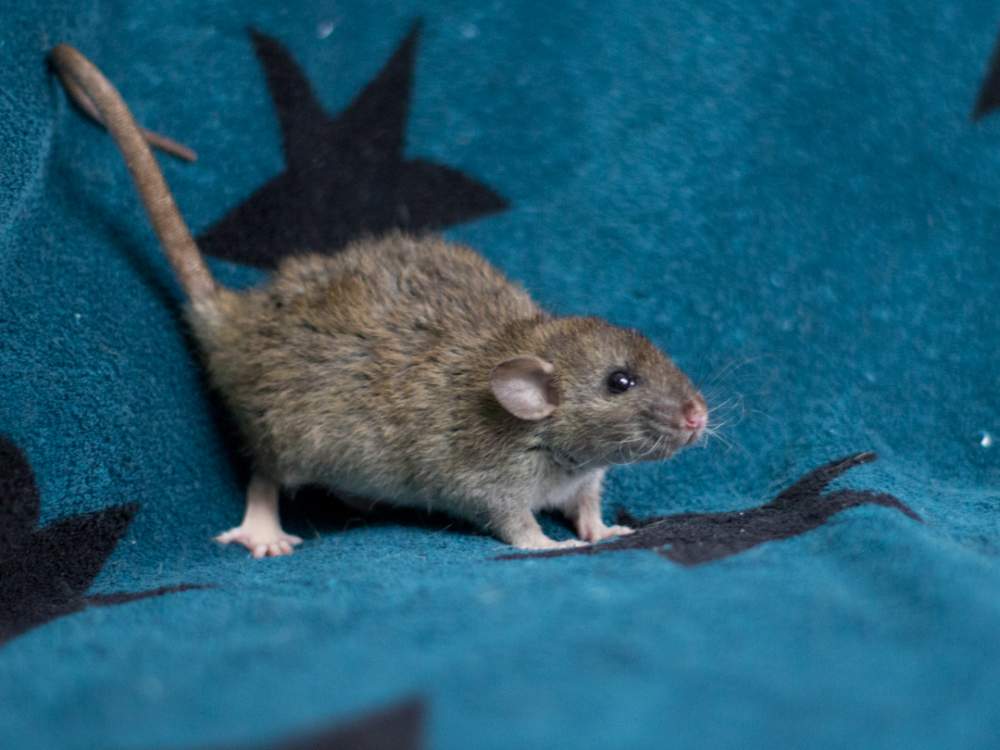 Fancy rat Owned by other Rattus norvegicus 