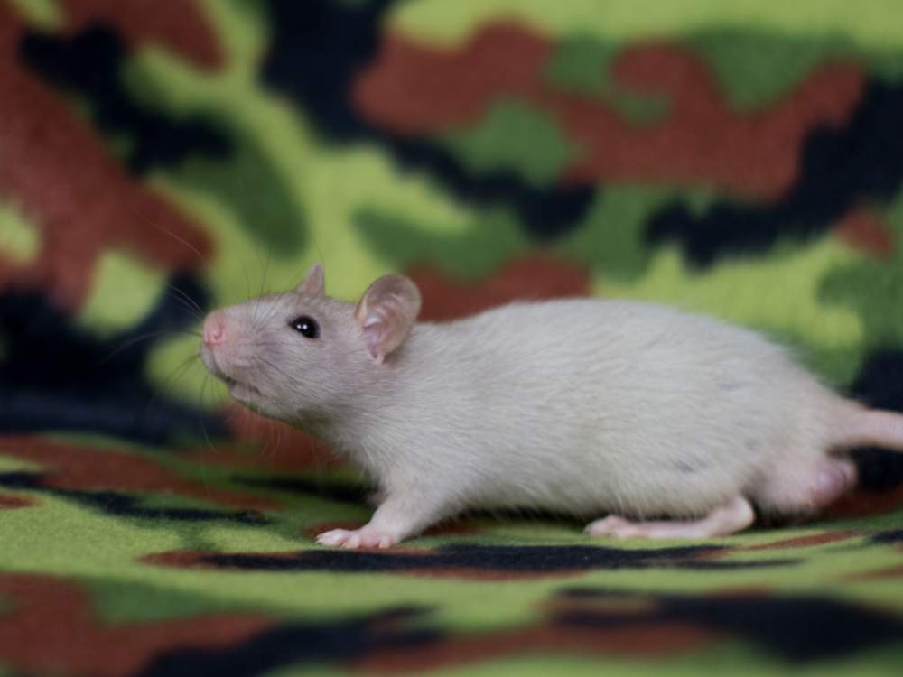 Fancy rat Deceased Rattus norvegicus 