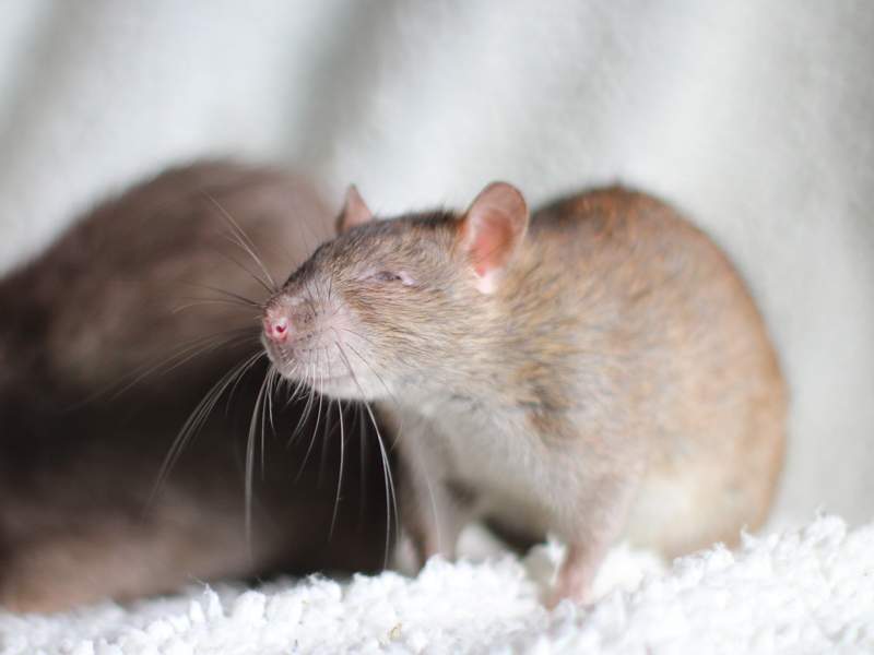 Fancy rat Deceased Rattus norvegicus 