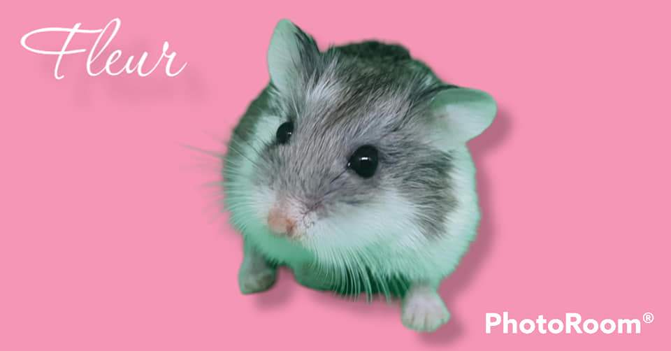 Roborovski dwarf hamster Free Phodopus roborovskii 