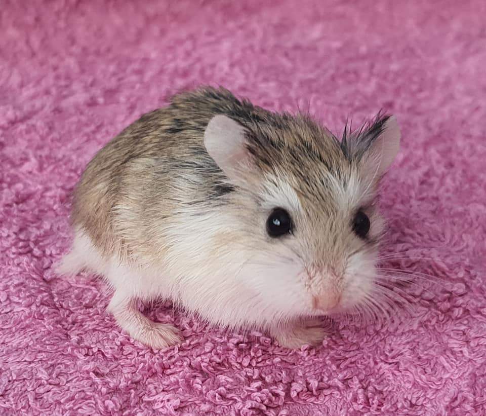 Roborovski dwarf hamster Pet only Phodopus roborovskii 