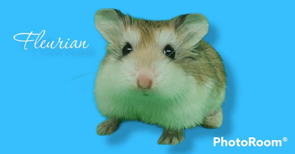 Roborovski dwarf hamster Available for rehoming Phodopus roborovskii 