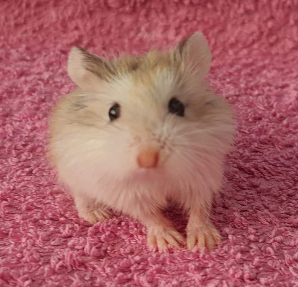 Roborovski dwarf hamster Available for rehoming Phodopus roborovskii 