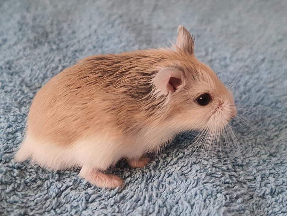 Roborovski dwarf hamster Available for rehoming Phodopus roborovskii 