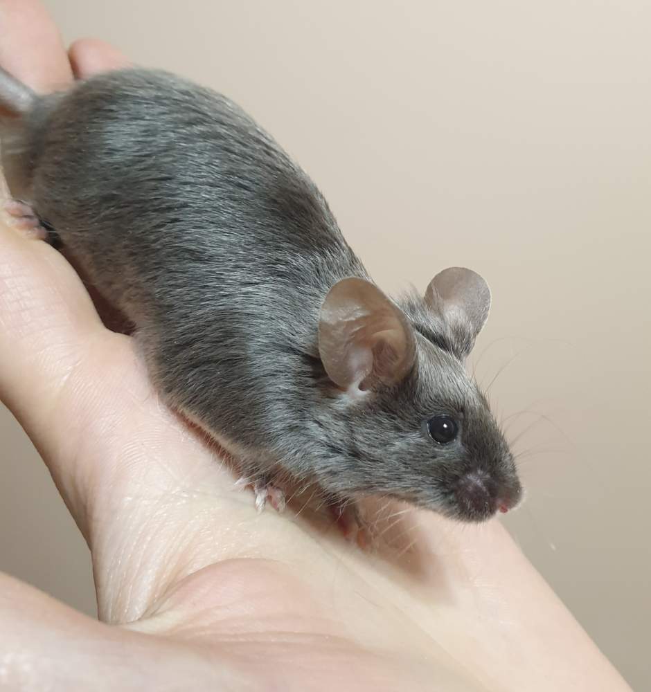 Fancy mouse Breeder Mus musculus 