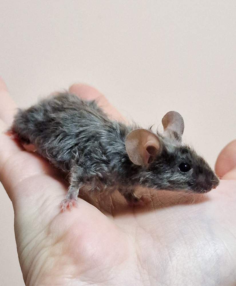 Fancy mouse Breeder Mus musculus Poland, Jelenia Gora