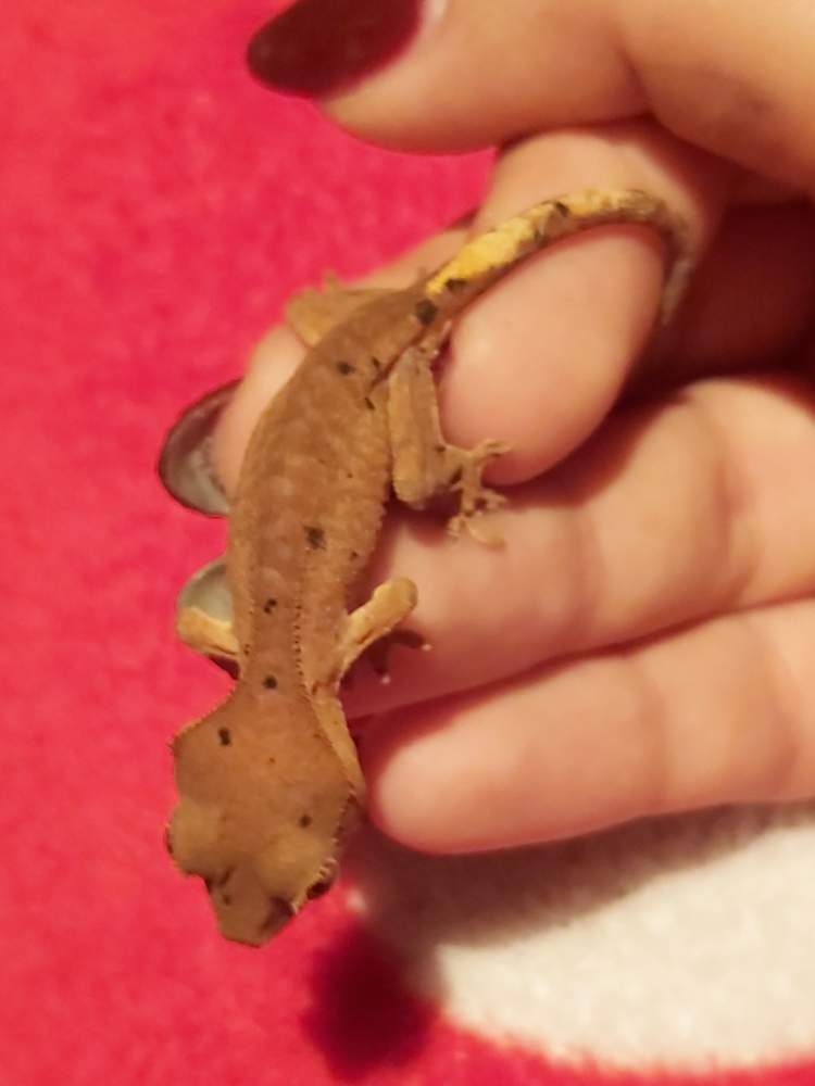 Crested gecko Pet only Correlophus ciliatus 