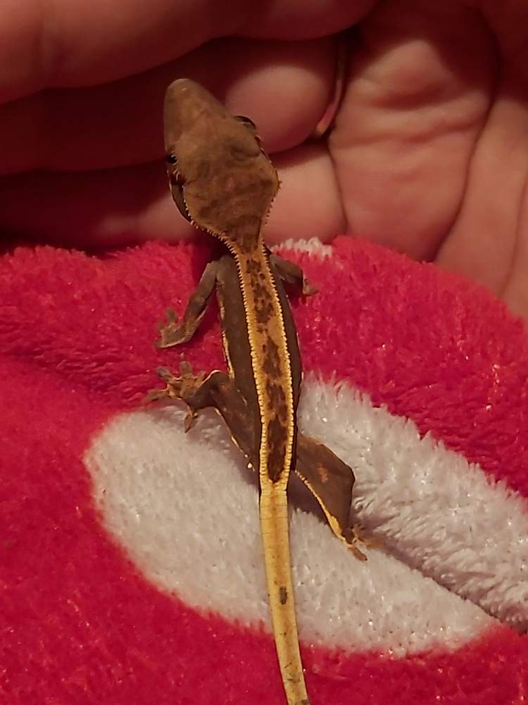 Crested gecko Pet only Correlophus ciliatus 