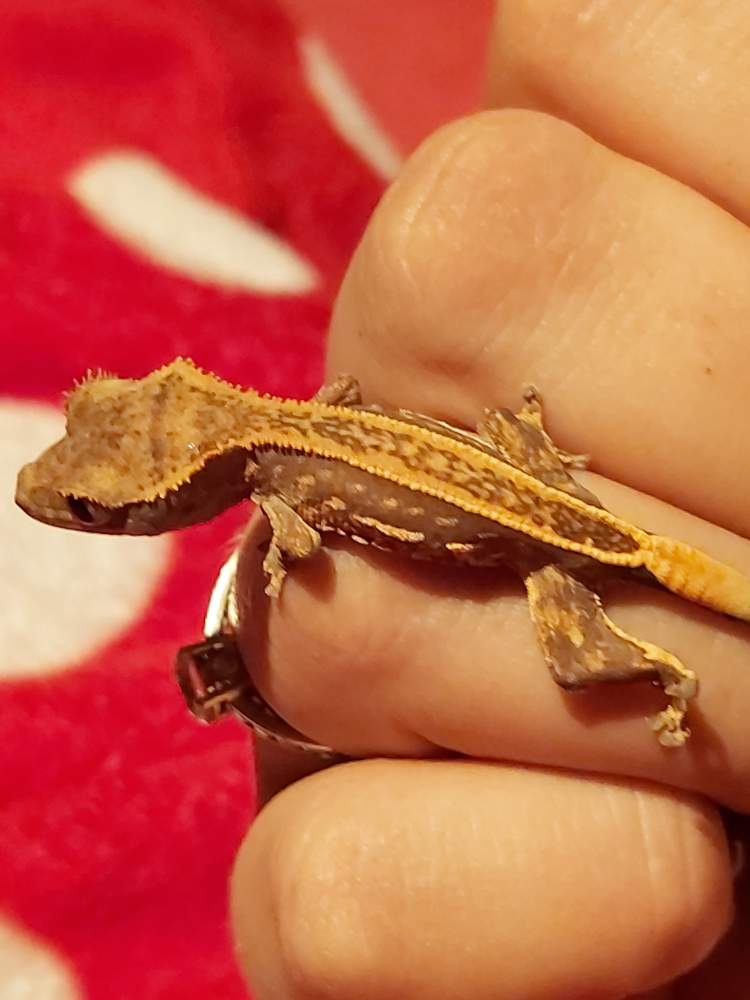 Crested gecko Pet only Correlophus ciliatus 