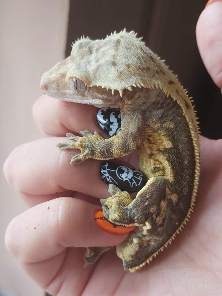 Crested gecko Breeder Correlophus ciliatus 