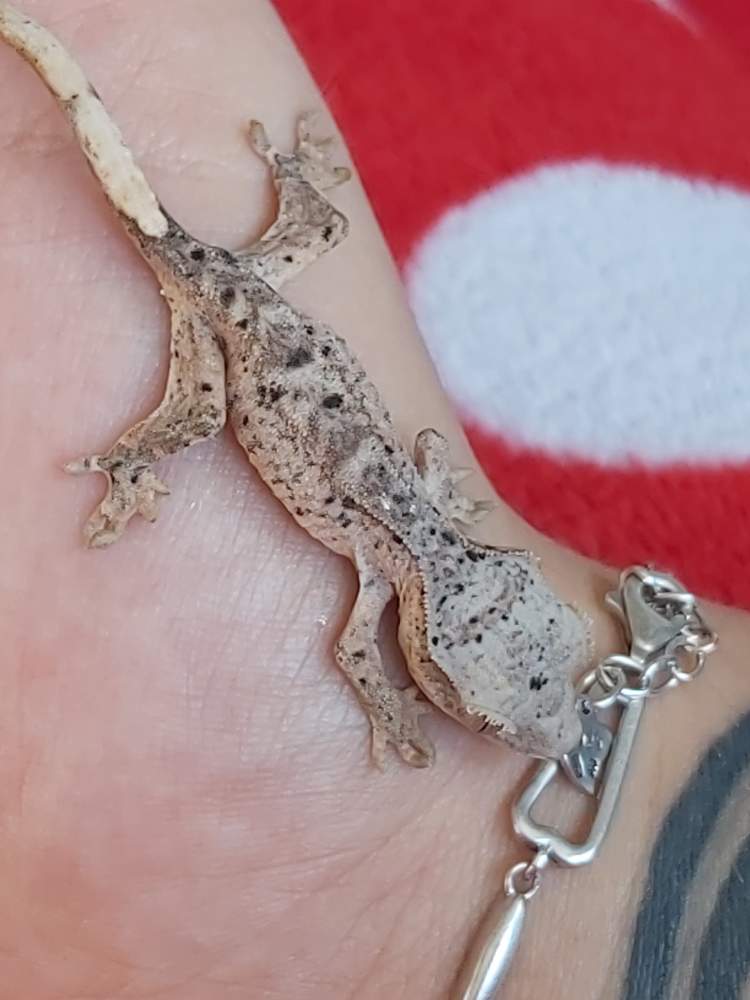 Crested gecko Pet only Correlophus ciliatus 