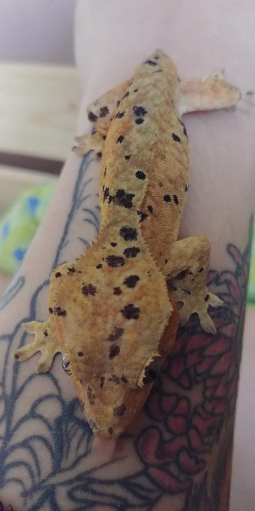 Crested gecko Rehomed Correlophus ciliatus 