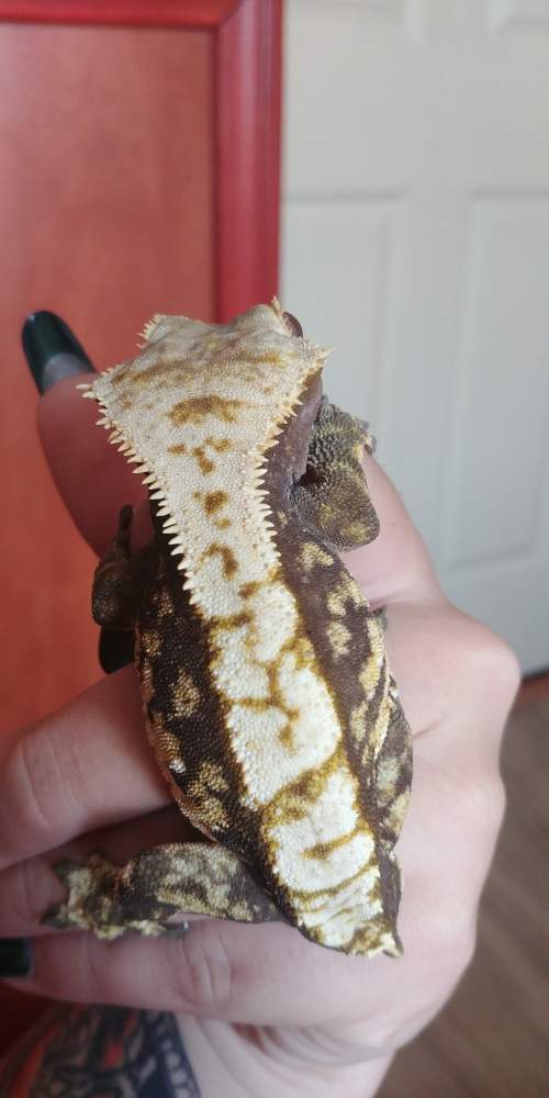 Crested gecko Breeder Correlophus ciliatus 