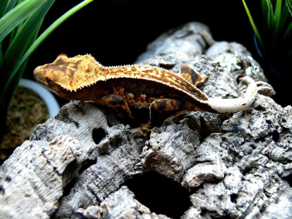 Crested gecko Pet only Correlophus ciliatus 