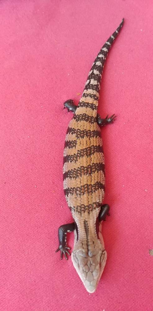 Blue-tongued skink Breeder Tiliqua scincoides 