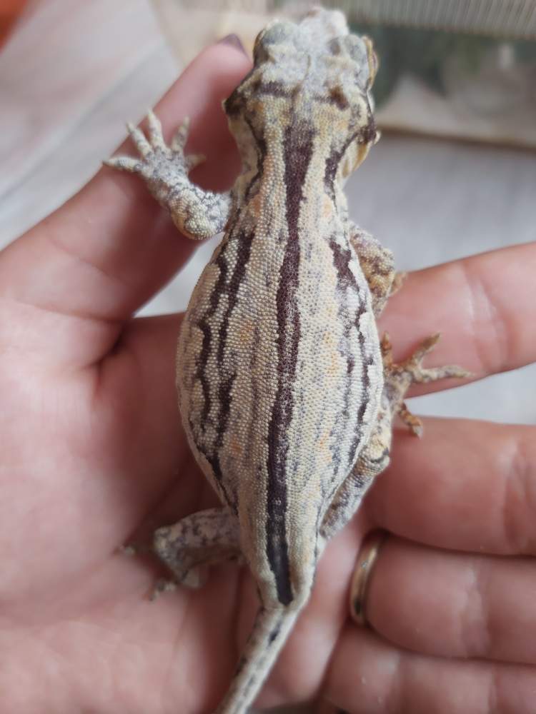 Gargoyle gecko Breeder Rhacodactylus auriculatus 