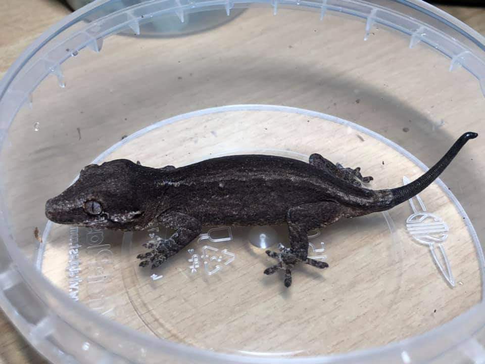 Gargoyle gecko Pet only Rhacodactylus auriculatus 