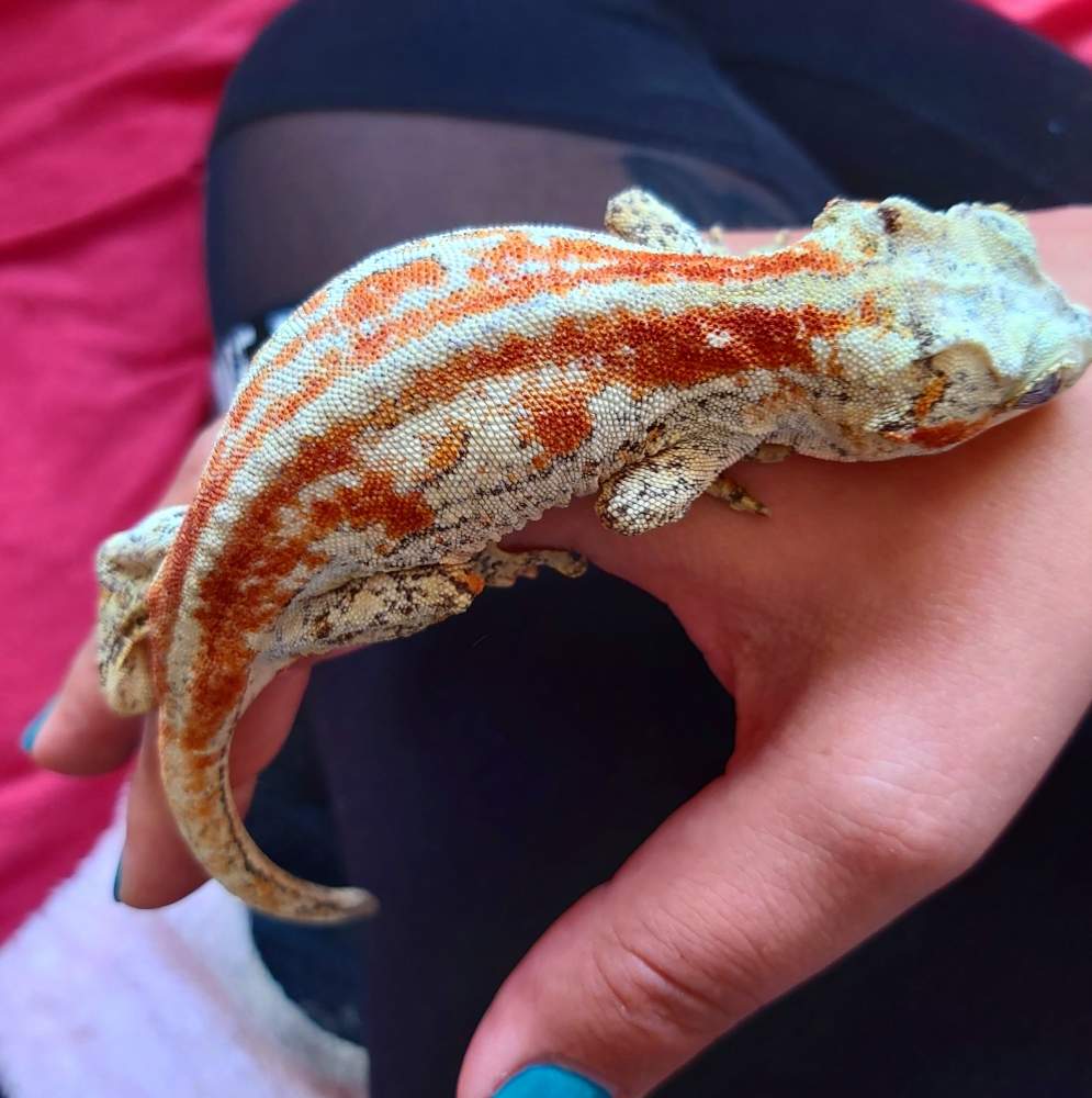 Gargoyle gecko Breeder Rhacodactylus auriculatus 