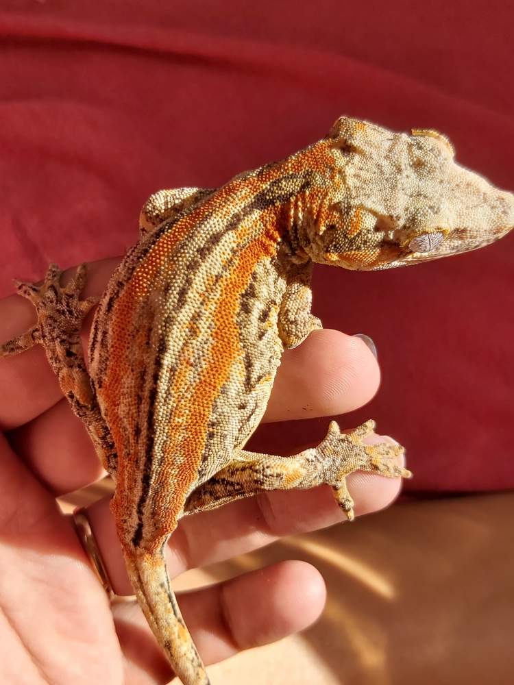 Gargoyle gecko Breeder Rhacodactylus auriculatus 