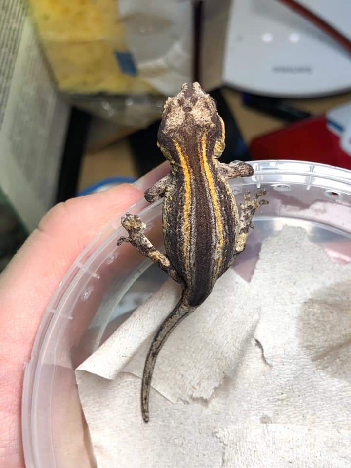 Gargoyle gecko Pet only Rhacodactylus auriculatus 