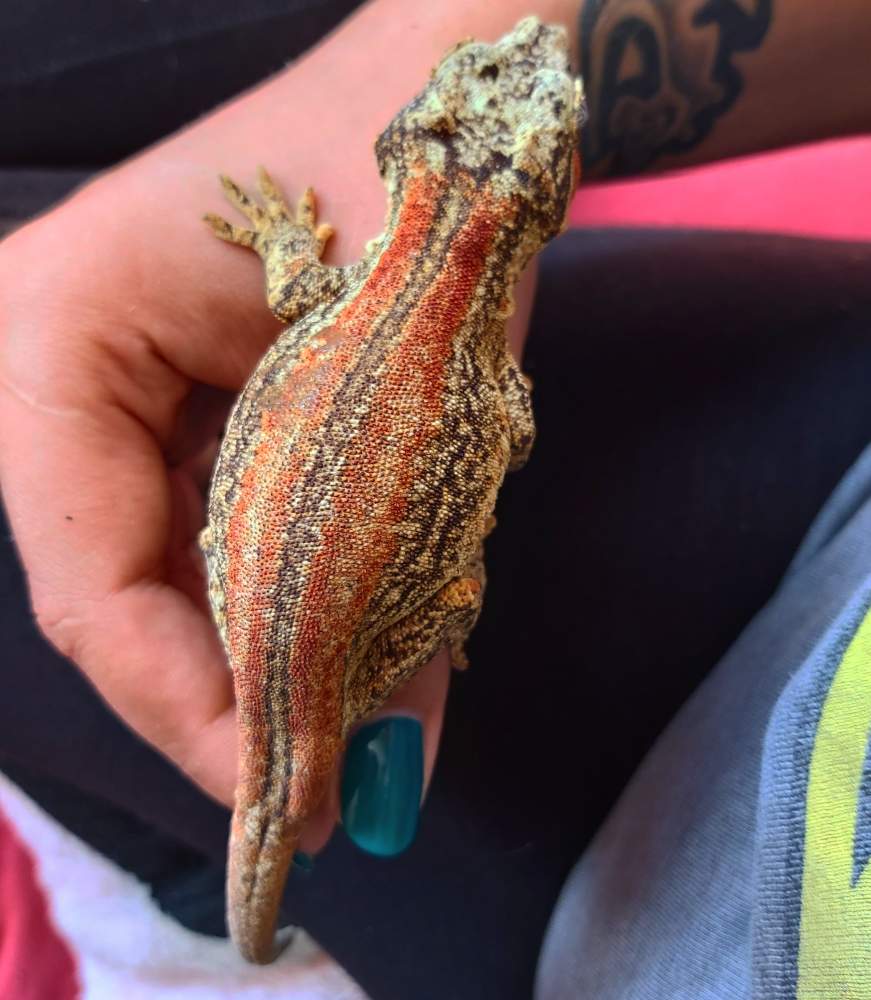 Gargoyle gecko Breeder Rhacodactylus auriculatus 