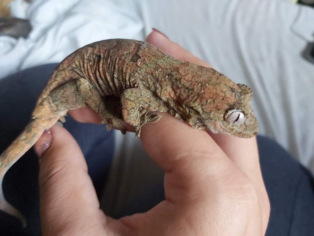 Chahoua gecko Breeder Mniarogekko chahoua 