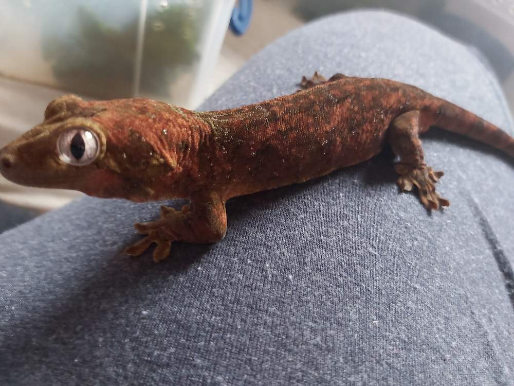 Chahoua gecko Breeder Mniarogekko chahoua 