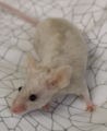 Fancy mouse Deceased Mus musculus 