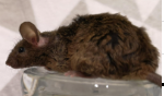 Fancy mouse Deceased Mus musculus 