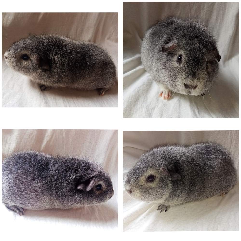 Rex guinea pig Breeder Cavia porcellus United Kingdom