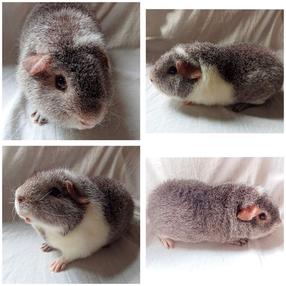 Rex guinea pig Breeder Cavia porcellus United Kingdom