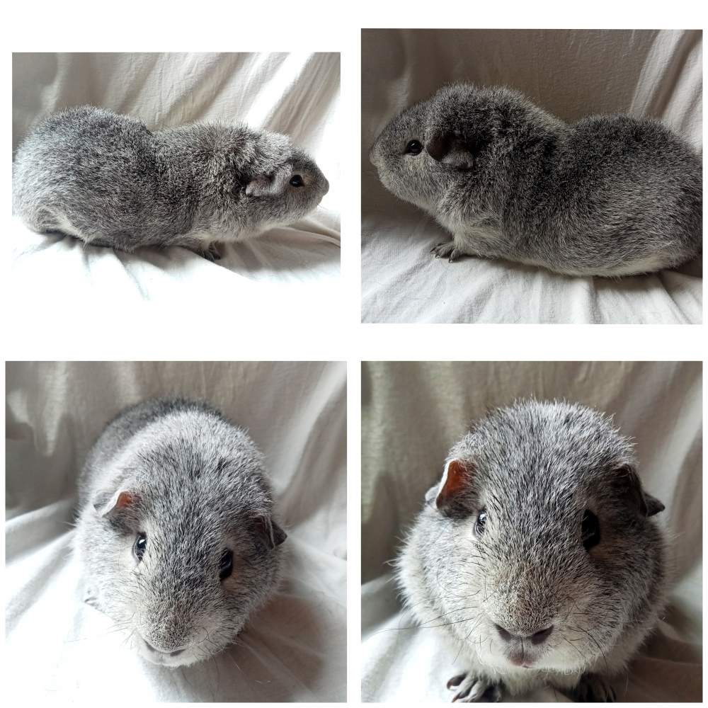 Rex guinea pig Pet only Cavia porcellus United Kingdom