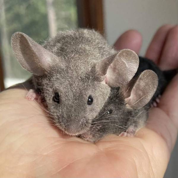 Trillium Fancy Mice Hobby breeder