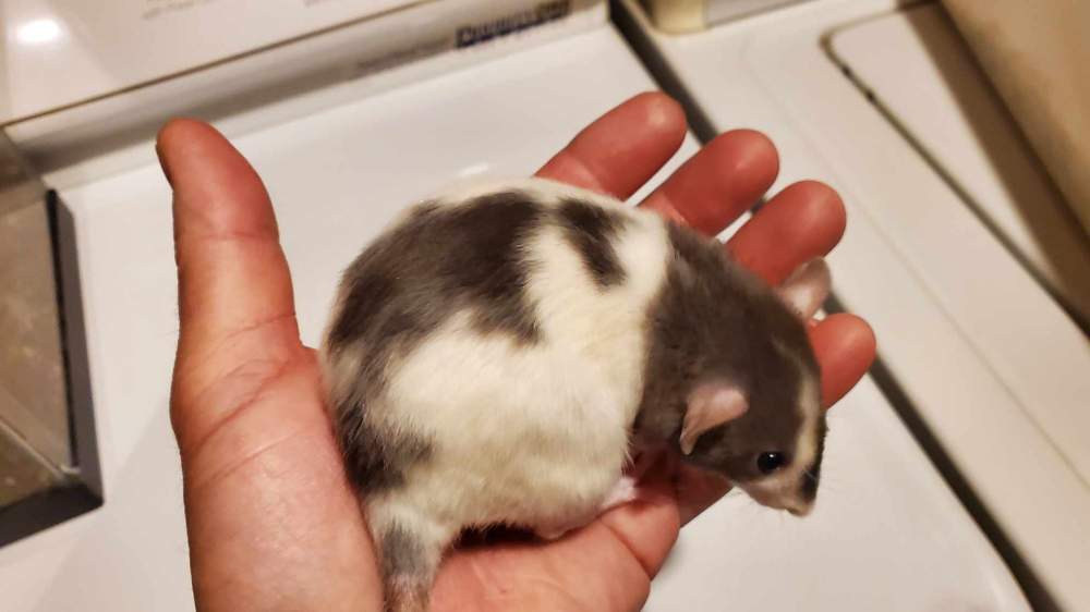 Fancy rat Retired Rattus norvegicus 