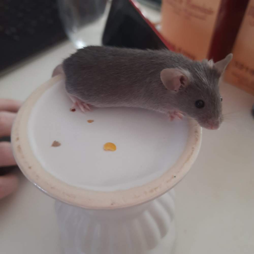 Fancy mouse Pet only Mus musculus Brazil