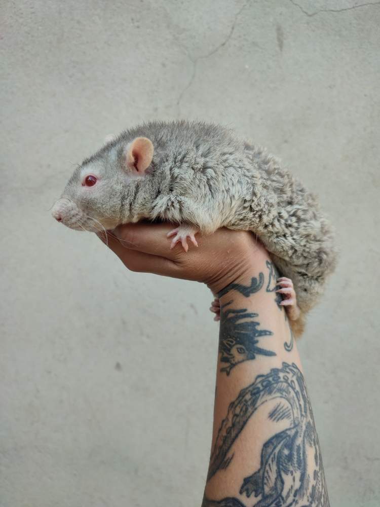 Fancy rat Breeder Rattus norvegicus 